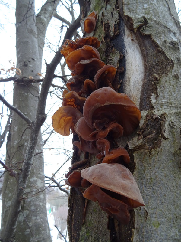 Auricularia auricula-judae